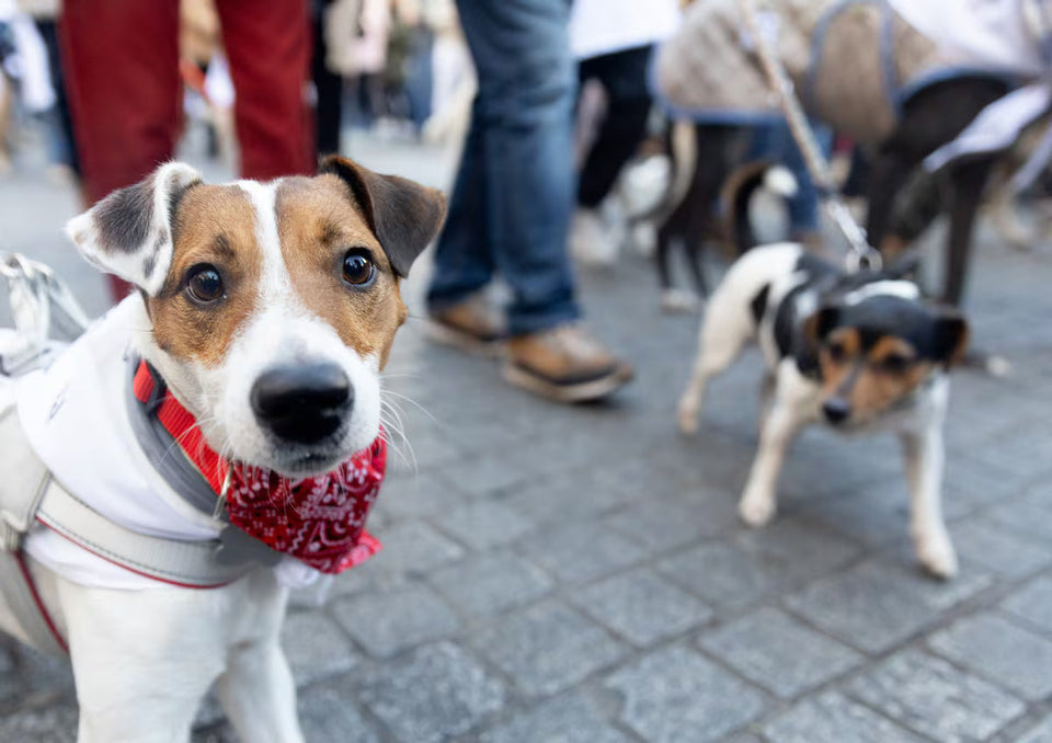 Así funcionan las ‘apps’ que encuentran vecinos para cuidar tu perro o tu gato en vacaciones