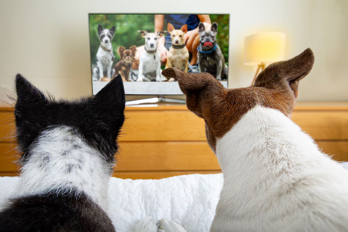 De ladrarle a la pantalla a relajarse con documentales: así es la relación de los perros con la televisión