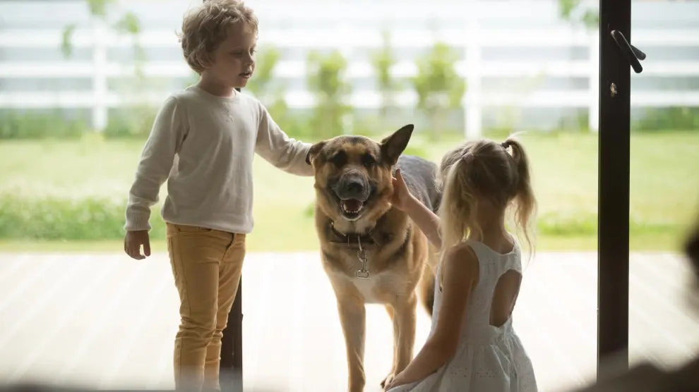 Cinco razas de perros para personas 'bricomaníacas': conoce a los McGyver del mundo canino