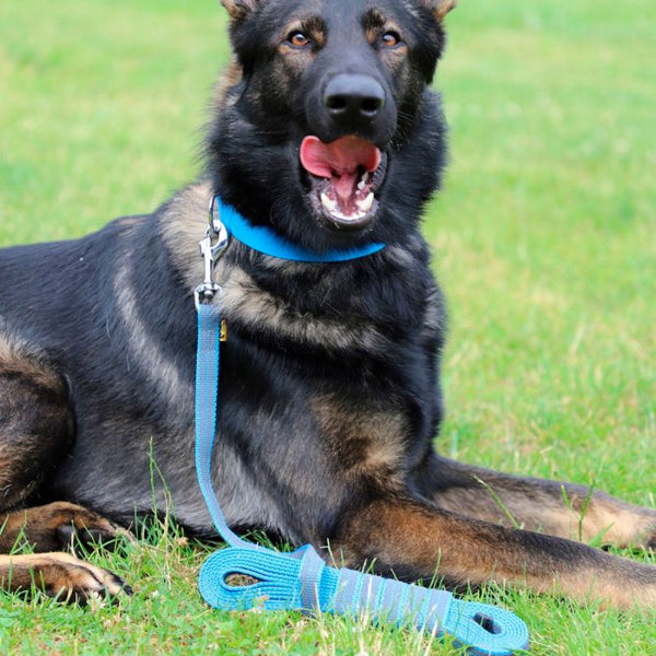 Dingo Correa azul de entrenamiento de goma entretejida 20 mm sin asa