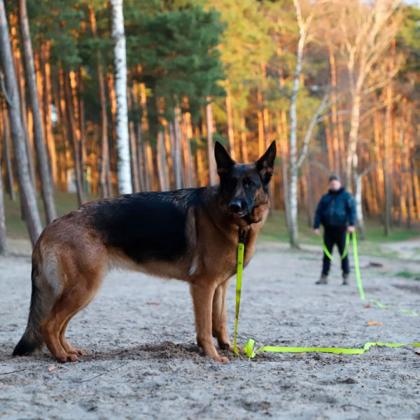 Dingo Correa Flex para entrenamiento sin asa 16 mm x 20 m