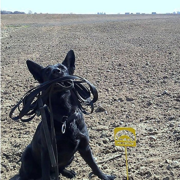 Dingo Gear Correa de trabajo de goma entretejida 20 mm sin asa