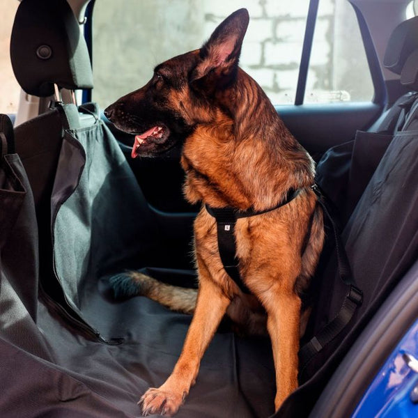 Dingo Cinturón de seguridad para coche